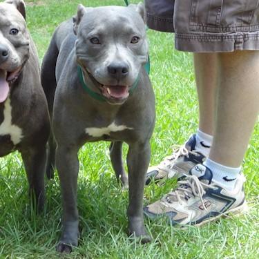media/Hendons Blues Penny For Your Thoughts Pit Bull.jpg